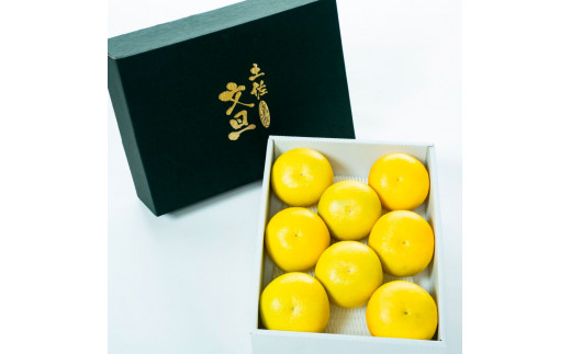 【日本ギフト大賞2024受賞】園主こだわり土佐文旦【化粧箱贈答用：大玉5kg】（3L～2L） 2026年1月下旬より順次発送 ぶんたん ブンタン 柑橘 フルーツ 果物 贈答 ギフト 土佐 高知 やの一果彩