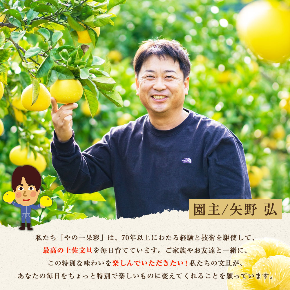 【日本ギフト大賞2024受賞】園主こだわり土佐文旦【化粧箱贈答用：大玉3kg】（3L～2L） 2026年1月下旬より順次発送 ぶんたん ブンタン 柑橘 フルーツ 果物 贈答 ギフト 土佐 高知 やの一果彩