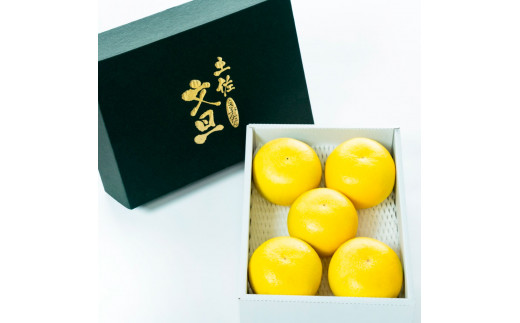 【日本ギフト大賞2024受賞】園主こだわり土佐文旦【化粧箱贈答用：大玉3kg】（3L～2L） 2026年1月下旬より順次発送 ぶんたん ブンタン 柑橘 フルーツ 果物 贈答 ギフト 土佐 高知 やの一果彩