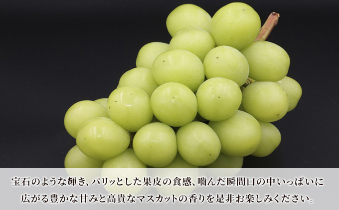 青森県産 シャインマスカット 秀品 1房 約600g 果物 ぶどう フルーツ 豊かな甘み 種無し 皮ごと 大粒 化粧箱入り デザート 