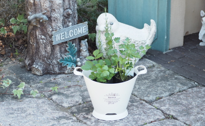 ハーブ 寄植え 摘み取って使う 新鮮 ハーブ 3種の寄せ植え プラ鉢 ホワイト 苗木 庭 玄関先 ベランダ 植物 インテリア グリーンアイテム ハーブの寄せ植え おしゃれ 育てやすい 