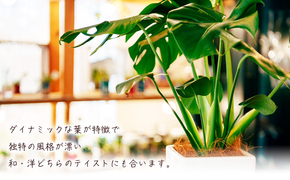 沖縄の観葉植物　観葉植物　モンステラ陶器鉢植え　6号　角鉢　観葉植物　モンステラ　インテリア　鉢付き　おしゃれ　インテリアグリーン　緑のある暮らし　ハウスプラント　沖縄　うるま市　６号
