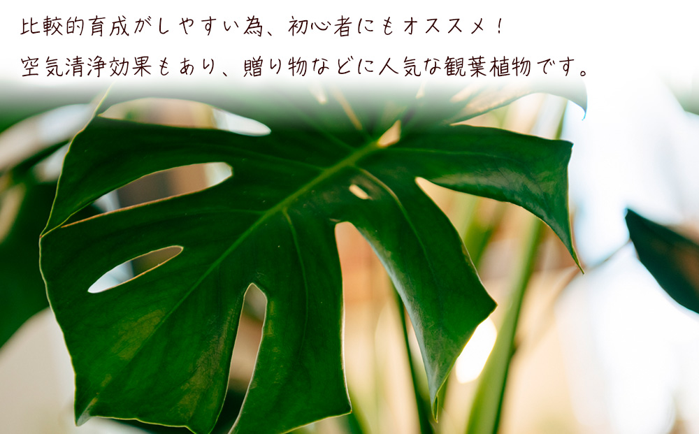 沖縄の観葉植物　観葉植物　モンステラ陶器鉢植え　6号　角鉢　観葉植物　モンステラ　インテリア　鉢付き　おしゃれ　インテリアグリーン　緑のある暮らし　ハウスプラント　沖縄　うるま市　６号
