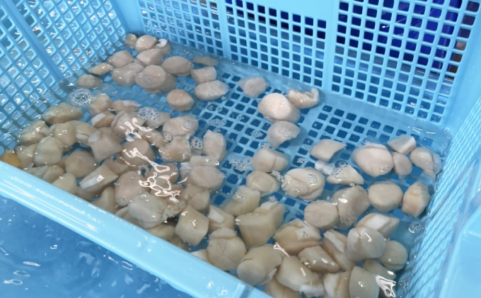 北海道枝幸町のふるさと納税 【枝幸ほたて】甘みたっぷり肉厚！大粒冷凍ほたて貝柱10kg 山武水産【 ほたて 帆立 ホタテ 魚貝類 魚介類 海鮮 大粒 ボイル 冷凍 北海道 オホーツク 枝幸 】