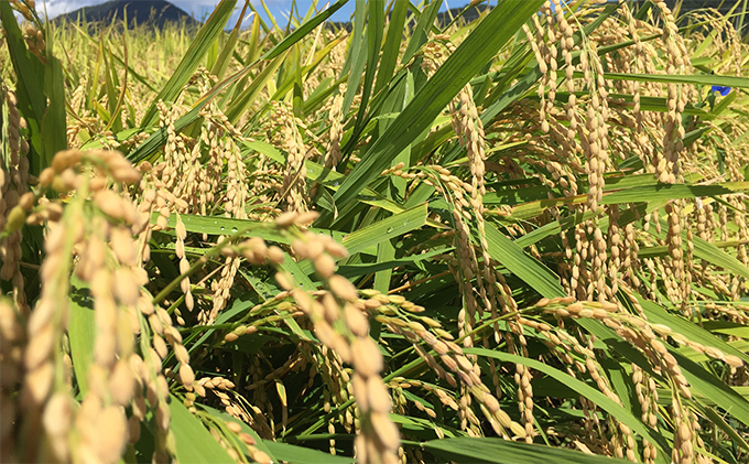 令和7年産 福井県若狭町 つきあかり （一等米） 20kg（神谷農園） 5kg×4袋 お米 ブランド米 銘柄米 ご飯 おにぎり お弁当 産地直送 和食 主食