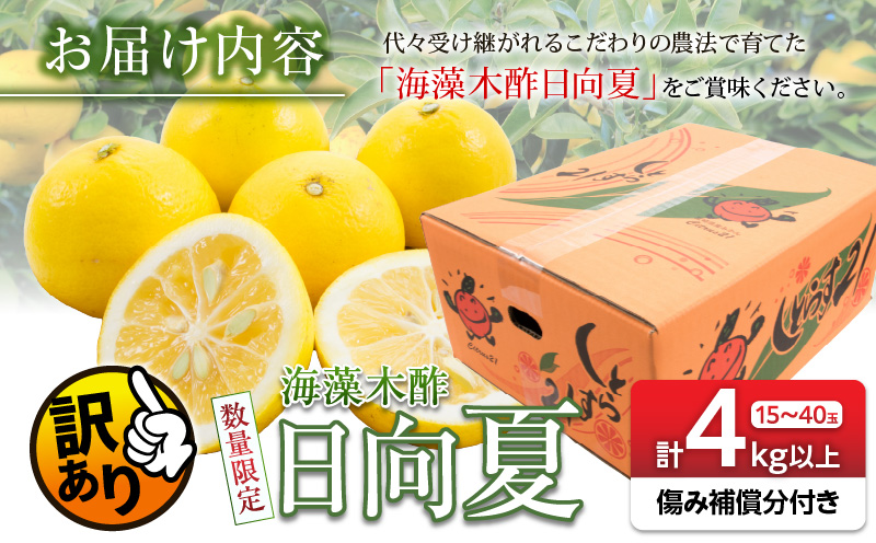 宮崎県日南市のふるさと納税 先行予約 訳あり 海藻木酢 日向夏 小夏 計4kg以上 傷み補償分付き 期間限定 数量限定 フルーツ 果物 くだもの 柑橘 みかん 訳アリ 国産 食品 デザート おやつ おすそ分け おすすめ ご家庭用 ご自宅用 B品 傷 マーマレード 産地直送 宮崎県 日南市 送料無料_ZZ19-23