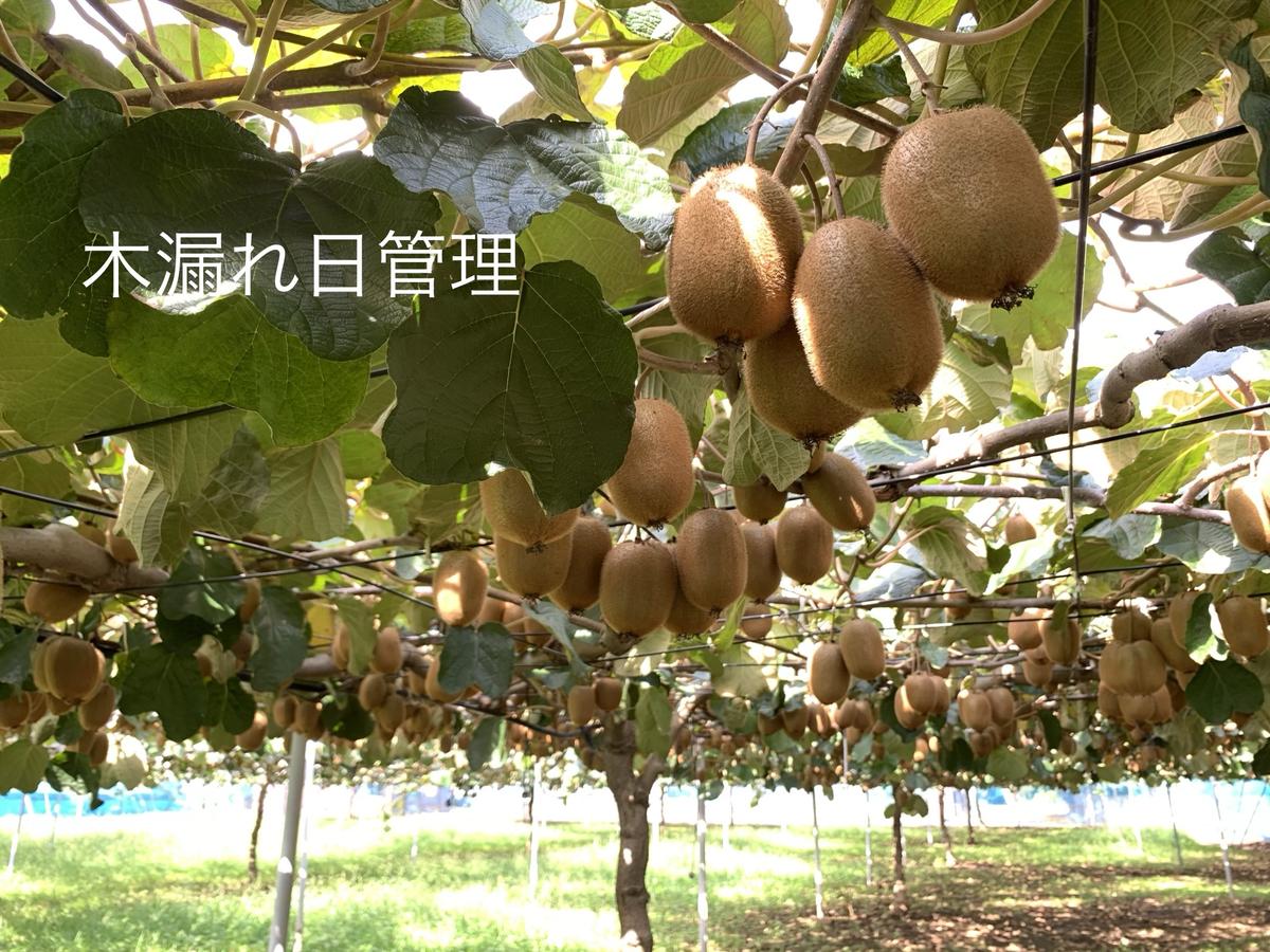 埼玉県春日部市のふるさと納税 【先行予約】【ヘイワード約3.6kg】贈答用大箱大晴農園のキウイフルーツ（BY004-2）