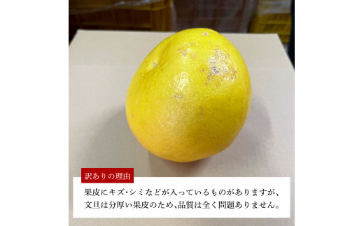 ＜2026年1月下旬より順次発送＞訳あり 嬉龍の土佐文旦 約10キロ L - ４Lサイズ 文旦 ぶんたん ブンタン 柑橘 フルーツ 果物 わけあり わけアリ 傷 シミ 美味しい 高知県産