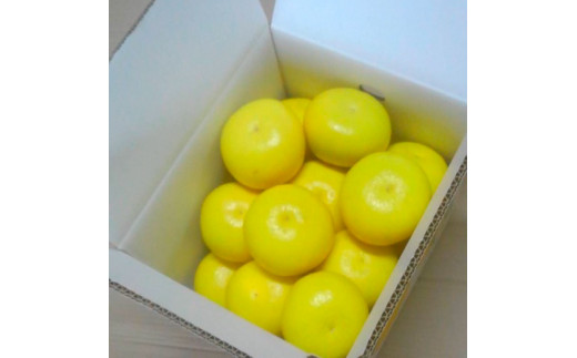 ＜2026年1月下旬より順次発送＞訳あり 嬉龍の土佐文旦 約10キロ L - ４Lサイズ 文旦 ぶんたん ブンタン 柑橘 フルーツ 果物 わけあり わけアリ 傷 シミ 美味しい 高知県産