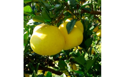 ＜2026年1月下旬より順次発送＞訳あり 嬉龍の土佐文旦 約5キロ L - ４Lサイズ 文旦 ぶんたん ブンタン 柑橘 フルーツ 果物 わけあり わけアリ 傷 シミ 美味しい 高知県産