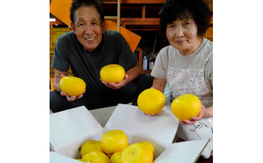 やきゅうこぞう　土佐文旦わけありミックス20キロ yosakoi-yafuu-store_buntan11