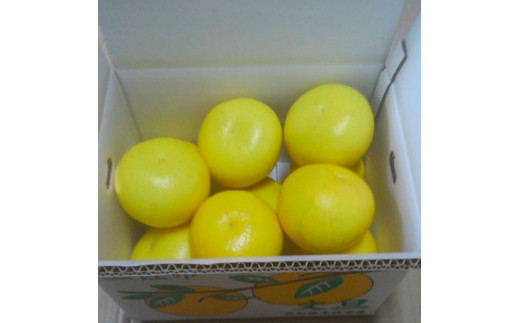 2026年1月下旬より順次発送＞訳あり 嬉龍の土佐文旦 約5キロ L