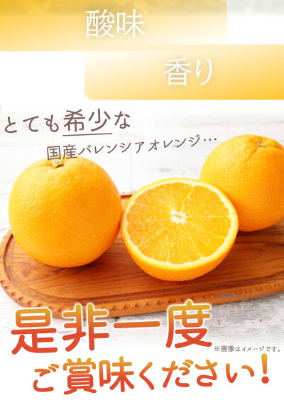 G7078_希少な 国産 バレンシアオレンジ 2.5kg 秀品
