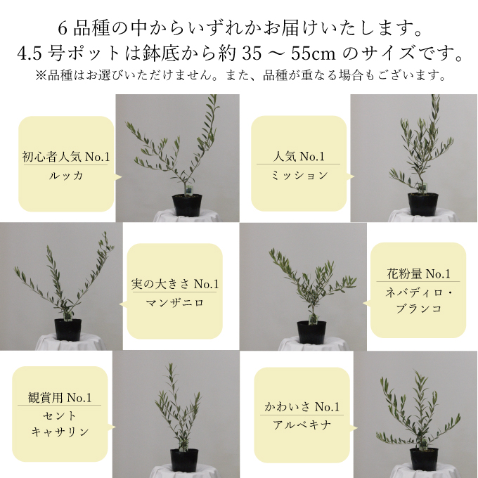 オリーブの苗木4本セット 植物 （岡山県瀬戸内市） | ふるさと