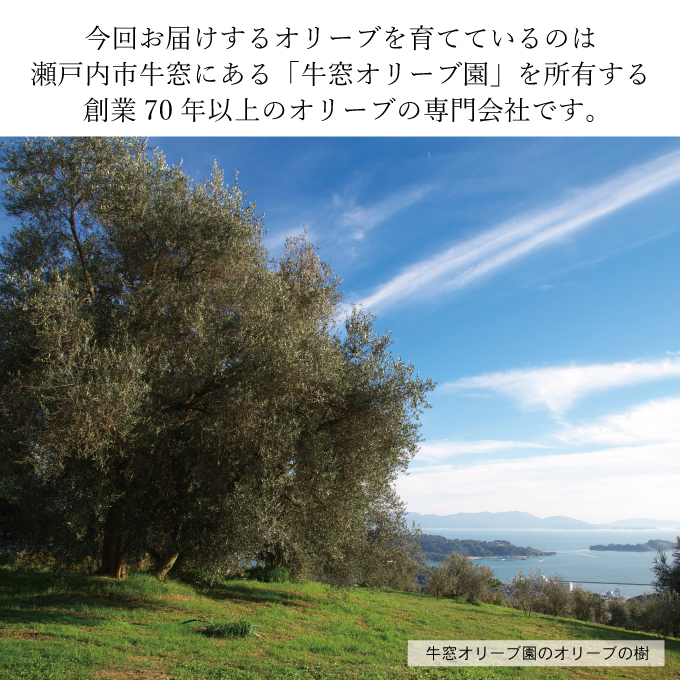 オリーブの木ページ 2セット オリーブの木 太木2本