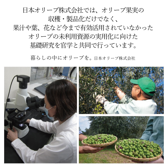 オリーブの苗木4本セット 植物 