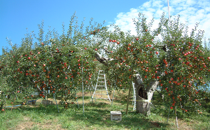 長野県下最大級 りんご狩り体験 りんご狩り発祥園 体験チケット 環境 優しい 安心 安全 こだわり 低農薬 有機肥料 循環型 定番 オリジナル 新品種　 