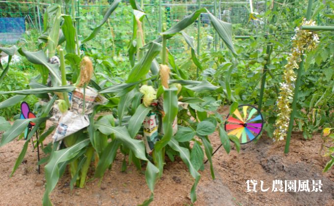 下田ビレッジ農園 半年間（6ヶ月間） ご利用券 体験チケット 愛知県 貸し農園 肥料完備 道具完備 ロッカー完備 野菜作り 畑 貸農園チケット レンタル レンタルファーム 