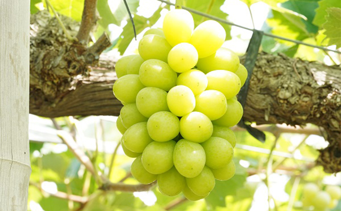 厳選 シャインマスカット 2房 合計1.1kg以上 産地直送 朝採れ ぶどう 葡萄 Kawahara Green Farm 岡山県産 2026年 果物 フルーツ 甘味 酸味 さっぱり 大粒 種なし 人気 甘い 