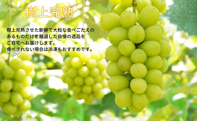 厳選 シャインマスカット 2房 合計1.1kg以上 産地直送 朝採れ ぶどう 葡萄 Kawahara Green Farm 岡山県産 2026年 果物 フルーツ 果汁たっぷり ジューシー 種なし 
