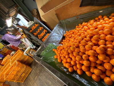 ZF6305n_ちょっと傷あり【完熟早生・有田みかん】M～SSサイズ 約2kg