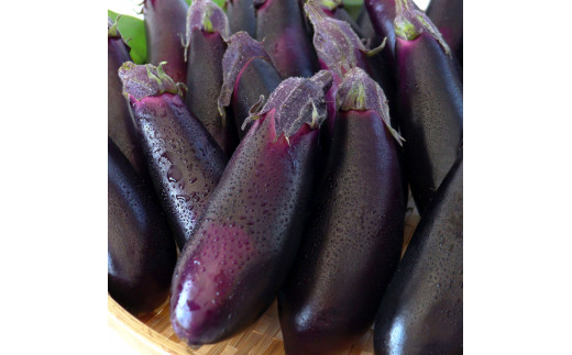 【先行予約】KYN001　茄子（1本約70g）約20本入り - 高知県産 芸西村 ナス なす 野菜 新鮮 お取り寄せ 美味しい 煮浸し 味噌汁 麻婆茄子 料理 ふるさとのうぜい 故郷納税 7000円 返礼品 高知県 高知