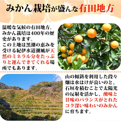 ラスト一箱和歌山県有田産　マルチ栽培1級品みかん10kg＋6kg aridamikan_01a.jpg