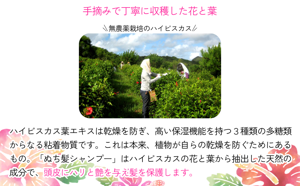 塩とハイビスカスのシャンプー「ぬち髪」×1本　ハイビスカス　ノンシリコン　ノンシリコンシャンプー　シャンプー　ぬちまーす　ヒアルロン酸　植物性ヒアルロン酸　うるおい　潤い　ハリ　コシ　塩　パラベンフリー　月桃　艶　ティーツリー
