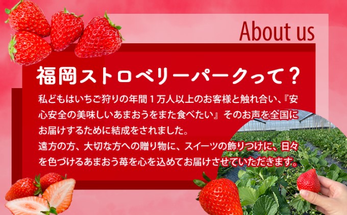 訳あり いちご 2026年2月下旬より発送 あまおう サイズ色々 6パック 約1.71kg 配送不可 離島 果物 フルーツ 福岡県産あまおう 
