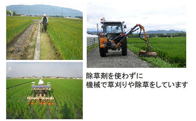 特別栽培米★[定期便] 6カ月★毎月 玄米10kg【ミルキークイーン】 お米 ブランド米 銘柄米 ご飯 モチモチ 低アミロース米 冷めても美味しい 