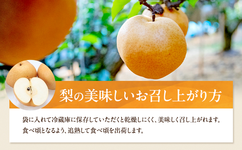 梨 2026年 先行予約 あたご梨 3～9玉 合計約4.5kg 贈答箱【11月下旬～12月中旬頃発送】 ナシ なし 岡山県産 国産 フルーツ 果物 ギフト 石原果樹園 繊細な味 ジャンボ梨 