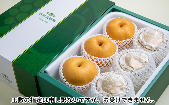 梨 2025年 先行予約 あたご梨 4～9玉 合計約4.5kg 贈答箱【11月下旬～12月中旬頃発送】 ナシ なし 岡山県産 国産 フルーツ 果物 ギフト 石原果樹園 繊細な味 ジャンボ梨 