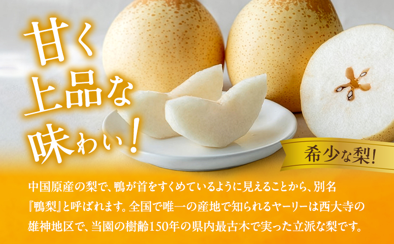 梨 2026年 先行予約 鴨梨（ヤーリー）5～10玉 合計約3kg 贈答箱【11月下旬～12月中旬頃発送】 ナシ なし 岡山県産 国産 フルーツ 果物 ギフト 石原果樹園 風味豊か 上品 希少な梨 