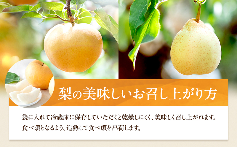梨 2026年 先行予約 あたご梨・鴨梨（ヤーリー）詰合せ 合計約3kg あたご1～3玉 鴨梨3～5玉 贈答箱【11月下旬～12月中旬頃発送】 ナシ なし 岡山県産 国産 フルーツ 果物 ギフト 石原果樹園 食べ比べ 