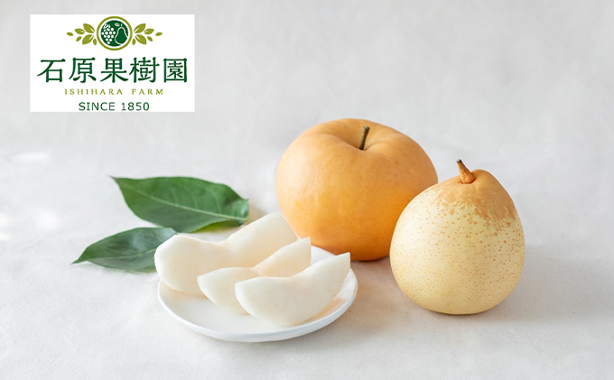 梨 2025年 先行予約 あたご梨・鴨梨（ヤーリー）詰合せ 合計約4kg あたご2～3玉 鴨梨3～6玉 贈答箱【11月下旬～12月中旬頃発送】 ナシ なし 岡山県産 国産 フルーツ 果物 ギフト 石原果樹園 食べ比べ 
