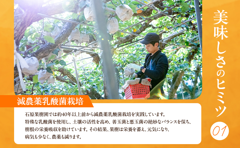 梨 2026年 先行予約 あたご梨・鴨梨（ヤーリー）詰合せ 合計約4.5kg あたご2～3玉 鴨梨3～7玉 贈答箱【11月下旬～12月中旬頃発送】 ナシ なし 岡山県産 国産 フルーツ 果物 ギフト 石原果樹園 食べ比べ 