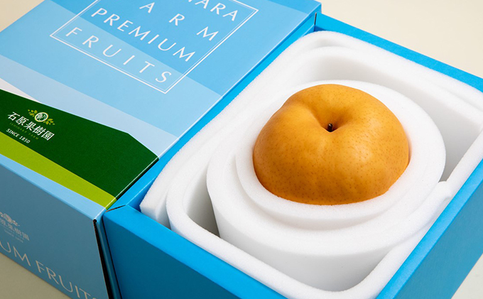 梨 2025年 先行予約 備前横綱梨（あたご梨） 1玉 (1～1.4kg) 贈答箱【11月下旬～12月中旬頃発送】 ナシ なし 岡山県産 国産 フルーツ 果物 ギフト 石原果樹園 繊細な味 ジャンボ梨 