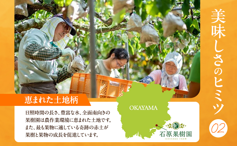 梨 2026年 先行予約 備前乙女梨（鴨梨） 3～4玉 合計約2kg【11月下旬～12月中旬頃発送】 ナシ なし 岡山県産 国産 フルーツ 果物 ギフト 石原果樹園 風味豊か 上品 希少な梨 