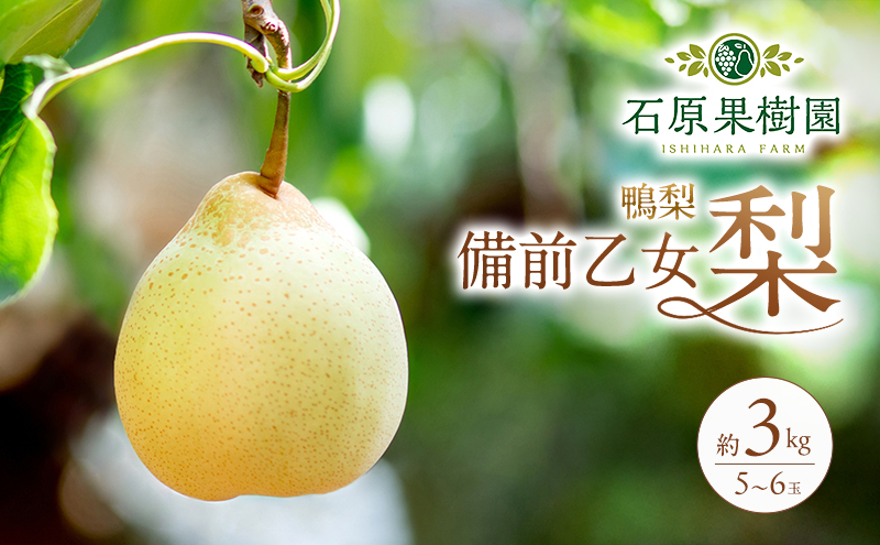 梨 2026年 先行予約 備前乙女梨（鴨梨） 5～6玉 合計約3kg【11月下旬～12月中旬頃発送】 ナシ なし 岡山県産 国産 フルーツ 果物 ギフト 石原果樹園 風味豊か 上品 希少な梨 
