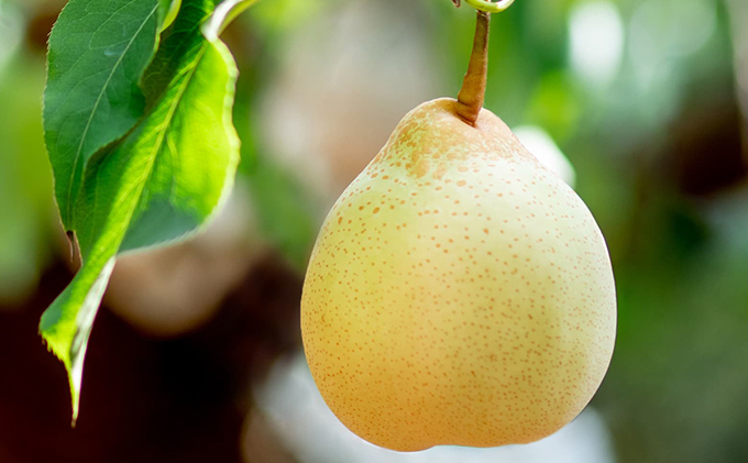 梨 2025年 先行予約 備前乙女梨（鴨梨） 6～9玉 合計約4kg【11月下旬～12月中旬頃発送】 ナシ なし 岡山県産 国産 フルーツ 果物 ギフト 石原果樹園 風味豊か 上品 希少な梨 