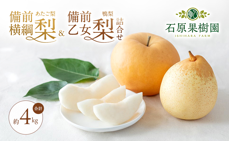 梨 2026年 先行予約 備前横綱梨（あたご梨） 2玉（1玉1～1.5kg）・備前乙女梨（鴨梨） 4～6玉 詰合せ 合計約4.0kg【11月下旬～12月中旬頃発送】岡山県産 フルーツ ギフト 石原果樹園 