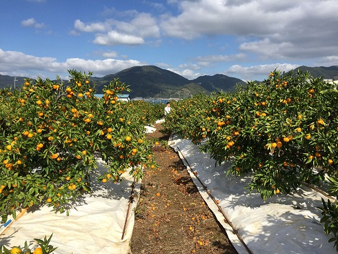 ZF6026n_ちょっと 傷あり 極早生 みかん 有田 M～SSサイズ 約2kg × 2箱