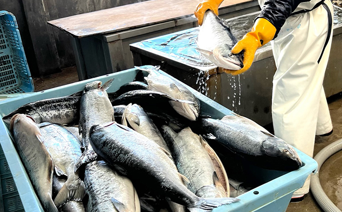 北海道枝幸町のふるさと納税 北隆丸自慢のいくら醤油漬け400g オホーツク枝幸産【 いくら イクラ 鮭 鮭卵 魚卵 魚貝 魚介 加工食品 北海道 オホーツク 枝幸 】