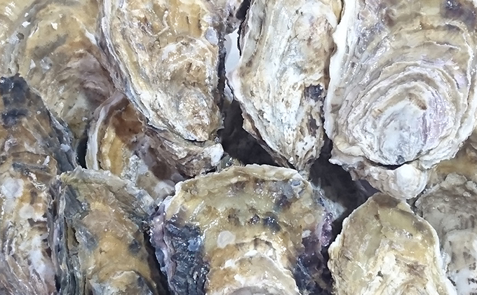 2026年2月発送 厚岸産 ブランドかき カキえもん LLサイズ 12個 魚貝類 海鮮 海の幸 生牡蠣 生食用 生食用牡蠣 オイスター 厚岸産カキえもん 殻かき 