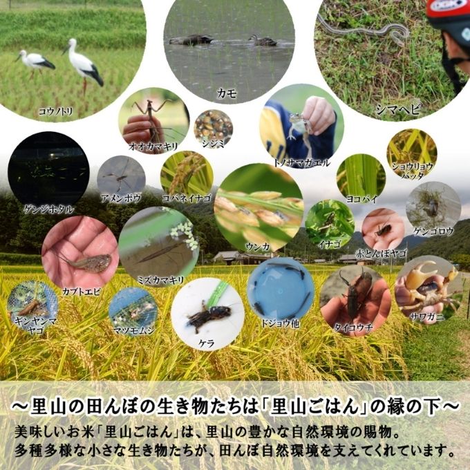 兵庫県加西市のふるさと納税 米 【令和7年産】 コシヒカリ 5kg精米 奥播州源流 芥田川産 芥田川 農家直送 5キロ 国産米 こしひかり  贈り物 喜ばれる お米ギフト おいしいお米 お祝い 内祝い 贈答 美味しい おいしい