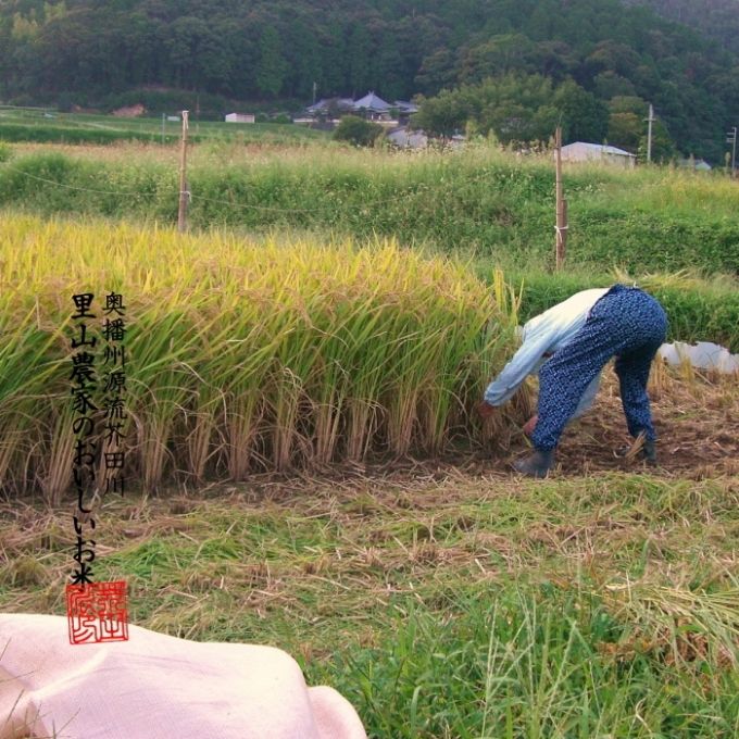 兵庫県加西市のふるさと納税 米 【令和7年産】 コシヒカリ 5kg精米 奥播州源流 芥田川産 芥田川 農家直送 5キロ 国産米 こしひかり  贈り物 喜ばれる お米ギフト おいしいお米 お祝い 内祝い 贈答 美味しい おいしい