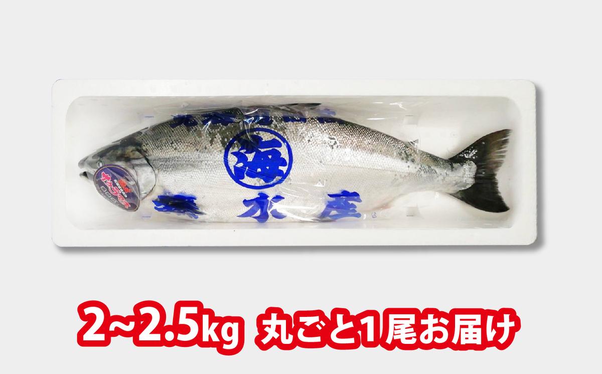 北海道新ひだか町のふるさと納税 ＜ 2026年5月から順次発送 ＞ 北海道産 サクラマス 2～2.5kg まるごと 1尾 ＜ 予約商品 ＞