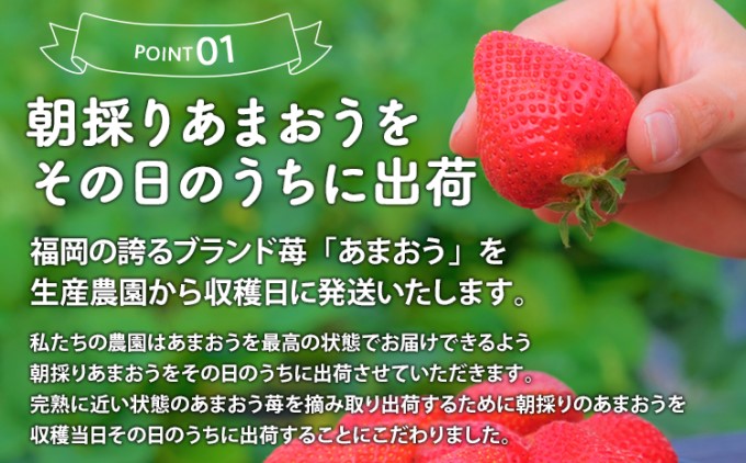 いちご 2025年12月より発送 うるう農園のあまおう サイズ色々4パック 約1.14kg※配送不可：離島 果物 フルーツ デザート 食後 特別栽培 福岡県産 国産 日本産 