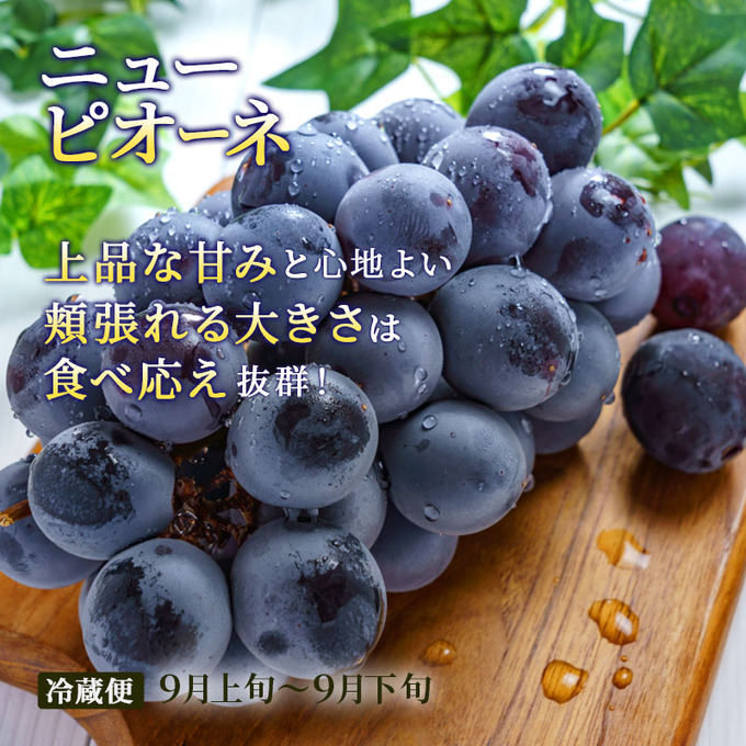 フルーツ 定期便 2026年 先行予約 晴れの国 おかやま 5回コース 桃 もも モモ 葡萄 ぶどう ブドウ 岡山県産 国産 果物 セット ギフト 梨 白桃 シャインマスカット ピオーネ 