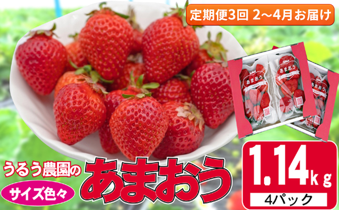 【福岡県朝倉市】定期便 3回 いちご 発送時期 2026年2月〜4月 うるう農園のあまおう サイズ色々 4パック 約1.14kg 配送不可 離島 果物類 フルーツ 安心 安全 美味しい 食べやすい